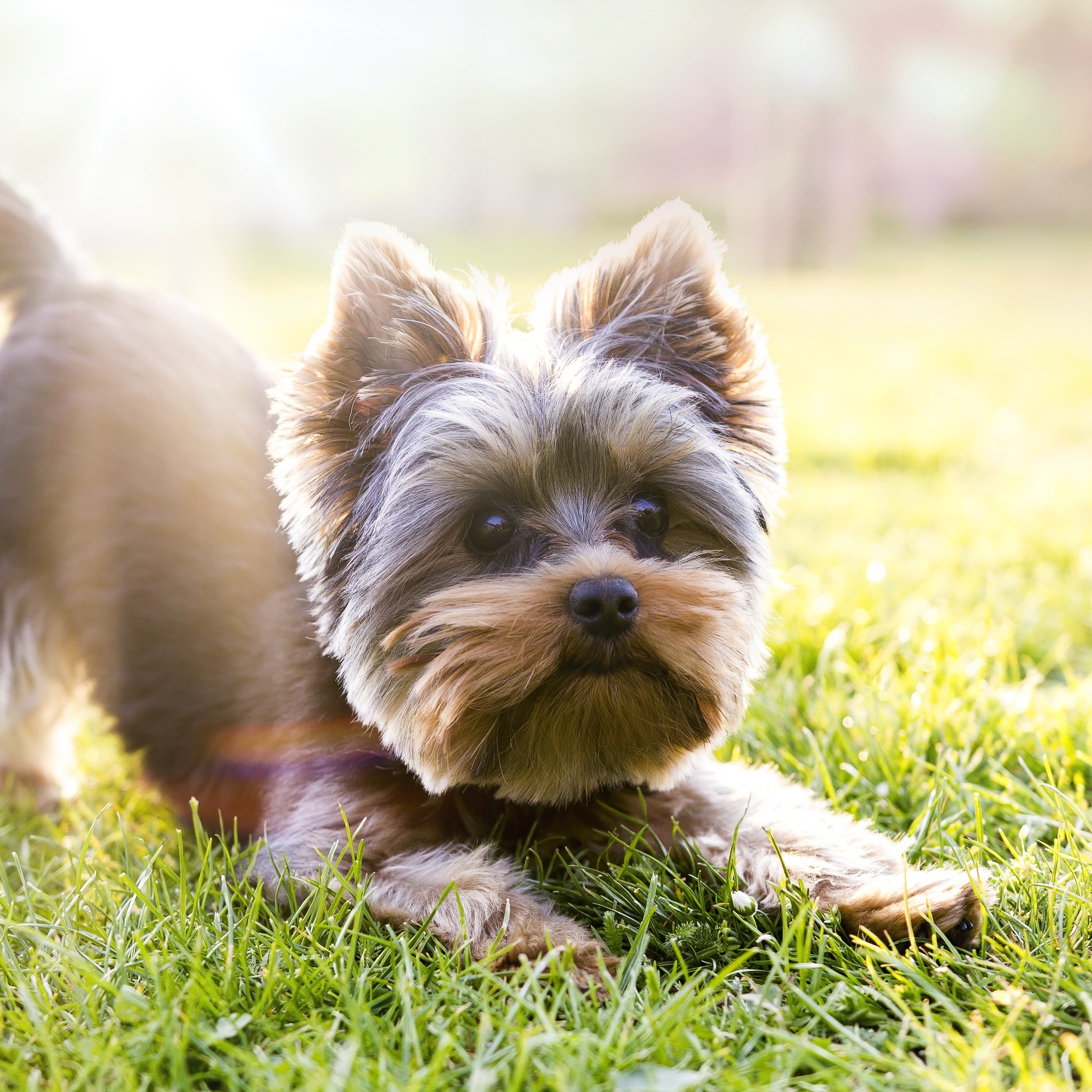 Dog sitting in grass