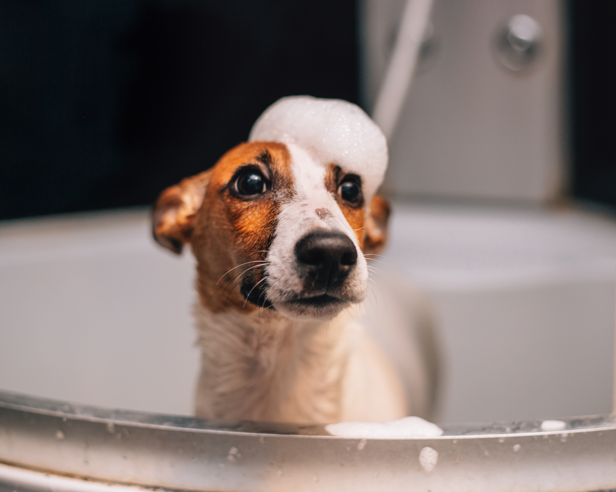 Dog taking a bath